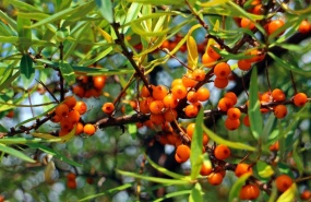 saltalankiai_1664520413-232a77801b490446cf0d572a181af8ab.jpg